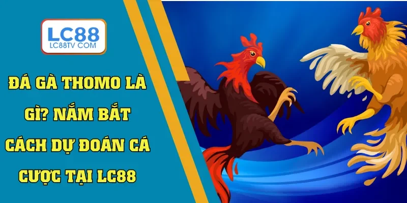 đá gà thomo