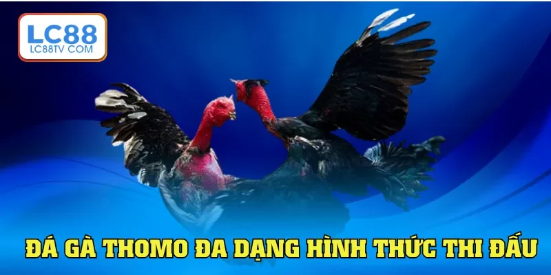Đá gà Thomo đa dạng hình thức thi đấu